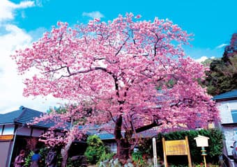 河津桜とは