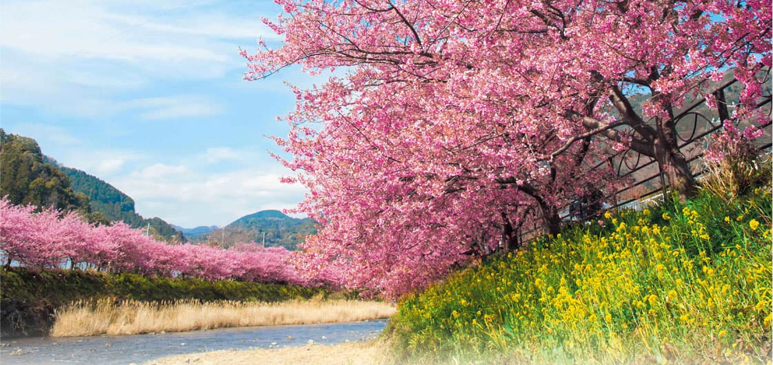 河津桜 伊豆 河津町観光協会