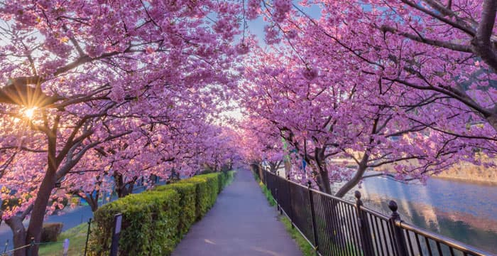 河津桜まつり