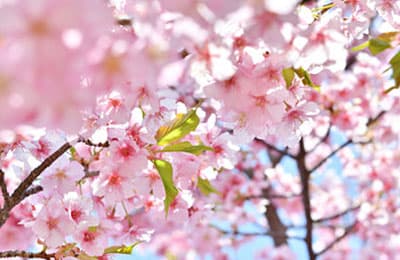 川辺に咲く河津の美しい桜たち