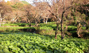 山葵田之村