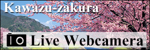 Kawazu-zakura Live Webcamera
