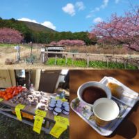 河津ブルーベリーの里×地域おこし隊イベント