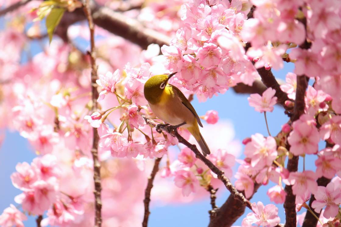 第32回河津桜まつり