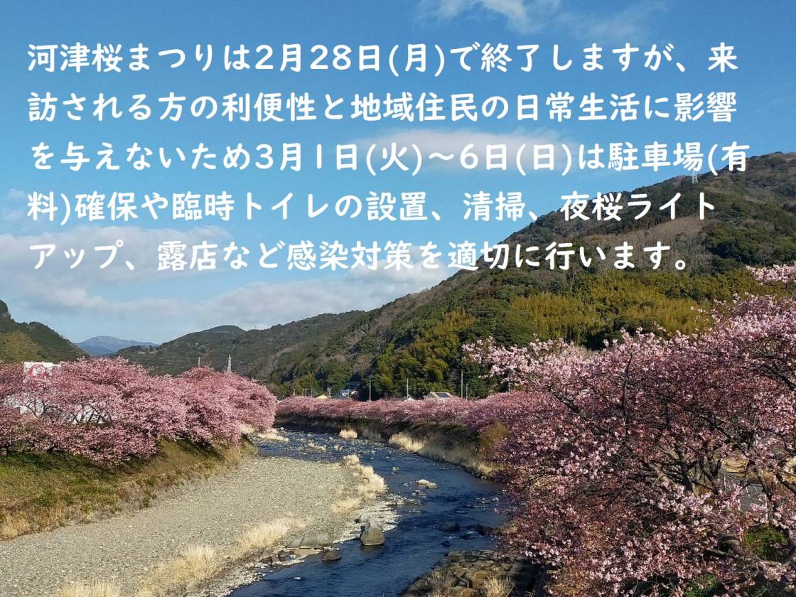 第32回河津桜まつりについて