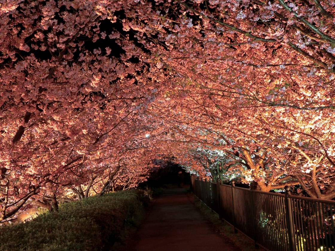 河津桜まつり延長お知らせ