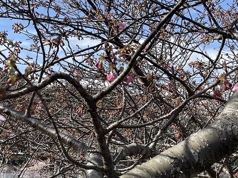 本日の河津桜まつりの開花状況