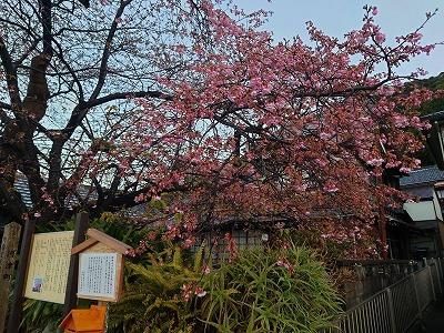 河津桜　原木