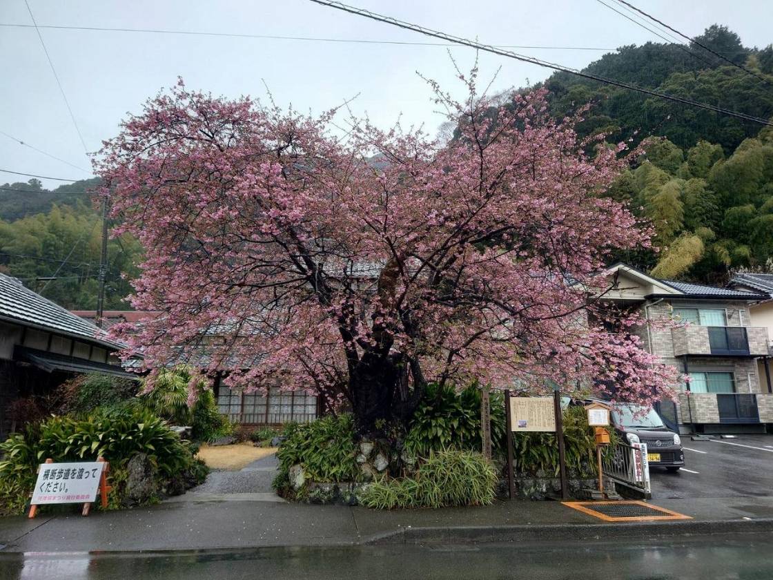 河津桜の原木　見頃