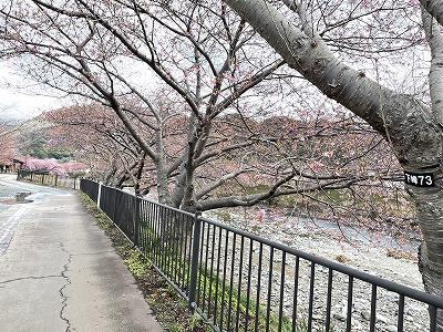 峰温泉付近　2～3分咲き