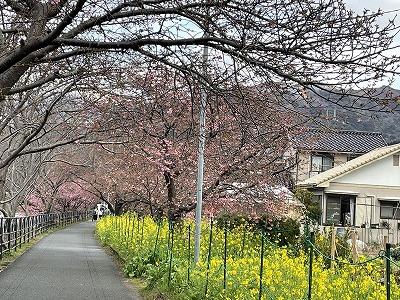 笹原公園付近　1～3分咲き