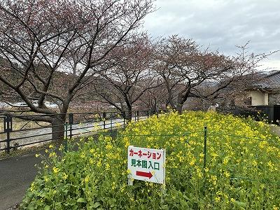 笹原公園付近　1～2分咲き