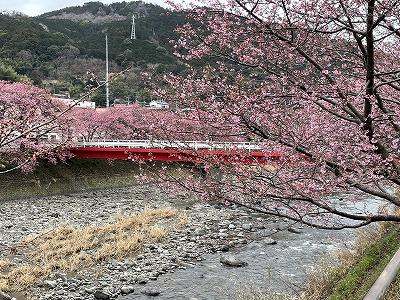 峰小橋付近　3～5分咲き