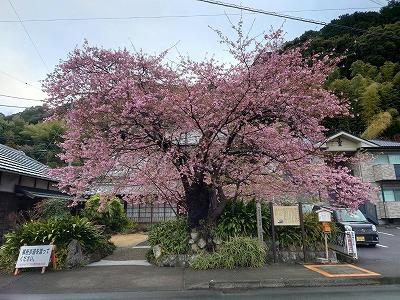 河津桜　原木見頃