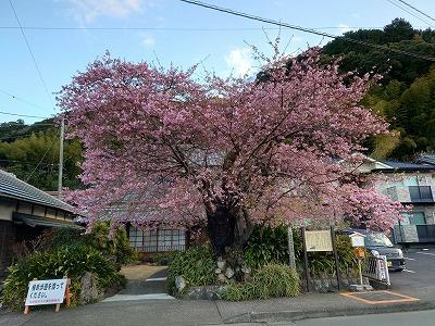 河津桜　原木　見頃