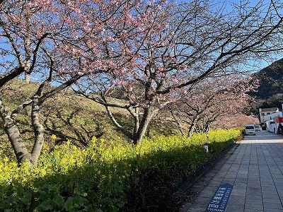 河津駅桜並木　　２～3分咲き