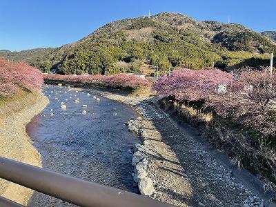 かわづいでゆ橋　見頃