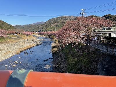 豊泉橋　２～3分咲き