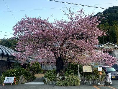 河津桜原木　満開