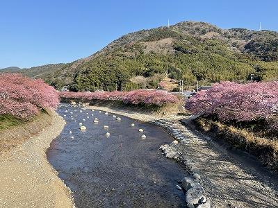 かわづいでゆ橋付近　見頃