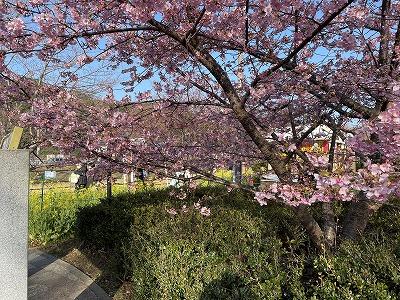 笹原公園付近　3～4分咲き