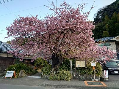 河津桜原木　満開