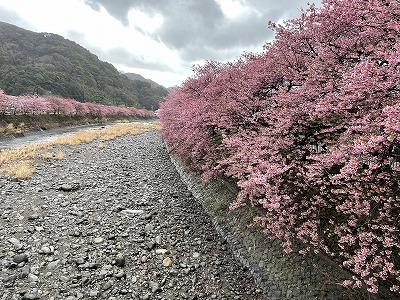 峰小橋　満開