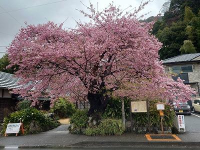 河津桜　原木満開