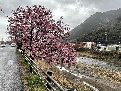 荒倉橋付近　見頃　