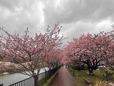 浜橋トンネル　見頃