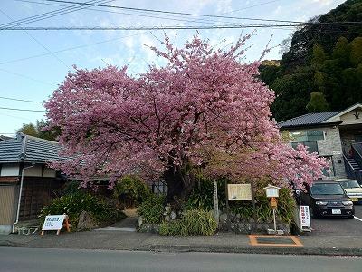 河津桜　原木　満開