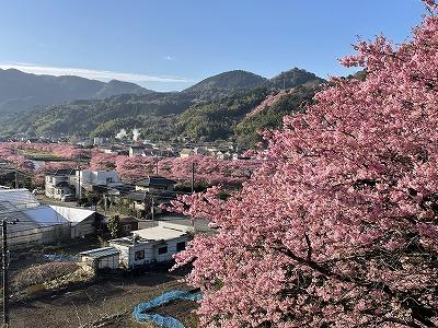 涅槃堂　見晴台　満開