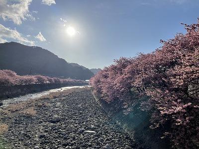 峰小橋付近　満開