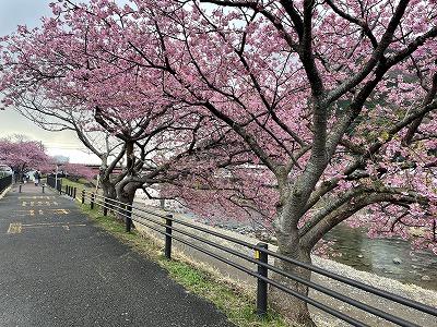 来宮橋付近　満開