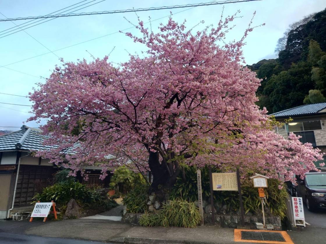 河津桜原木　少し葉が出てきました。