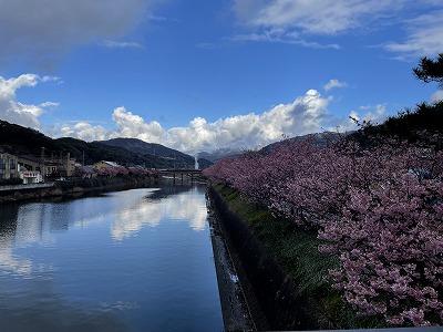 浜橋付近　満開