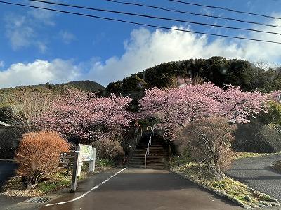 2023.2.21開花状況