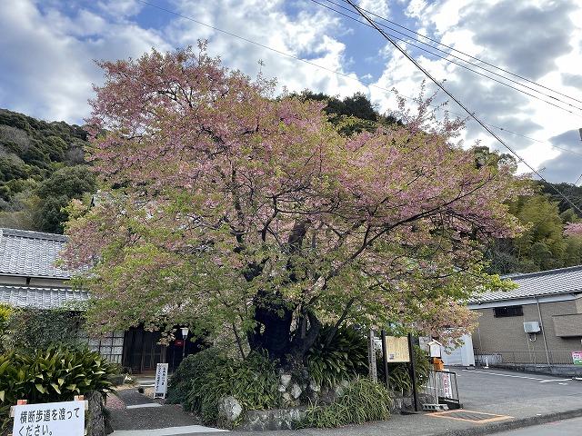 河津桜　原木　葉桜