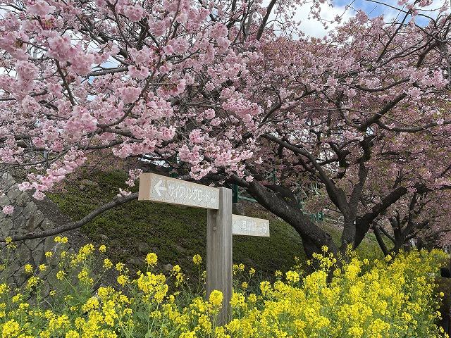 河津駅桜並木