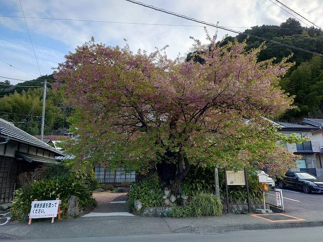 河津桜　原木