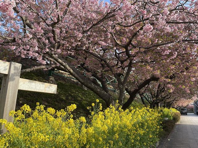 河津駅桜並木