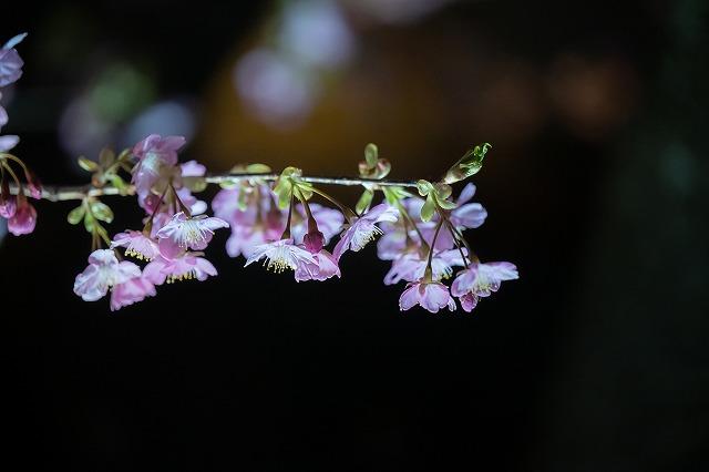 夜桜