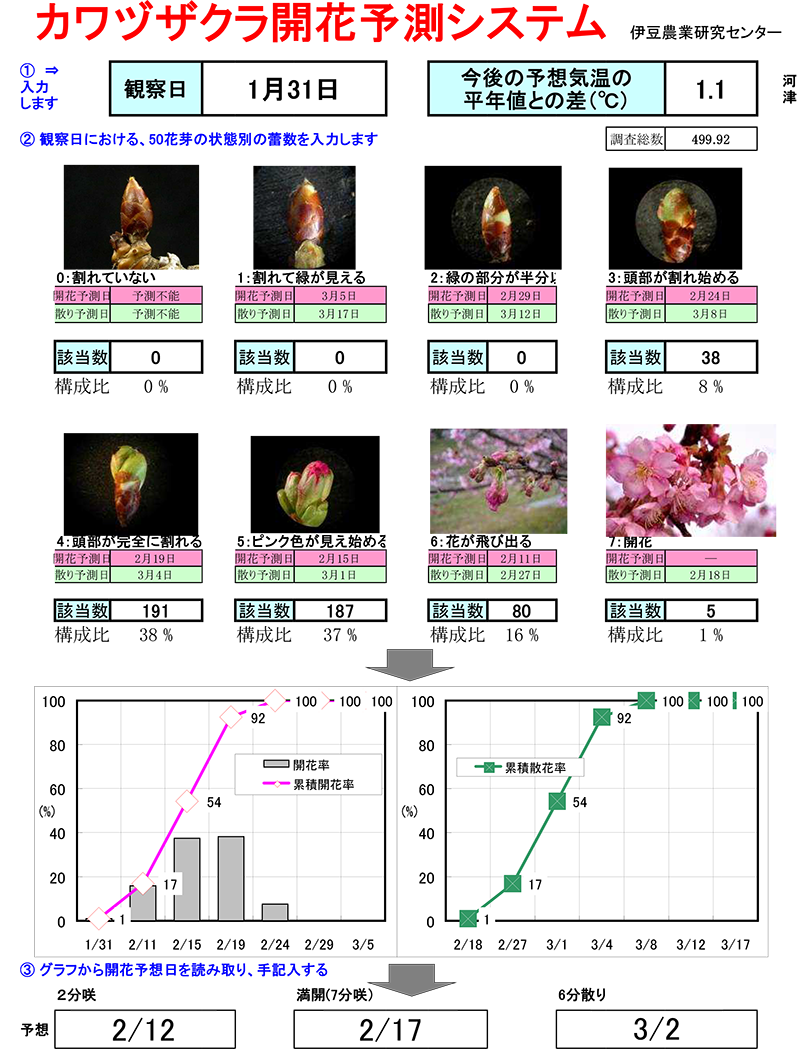 最新の開花予測