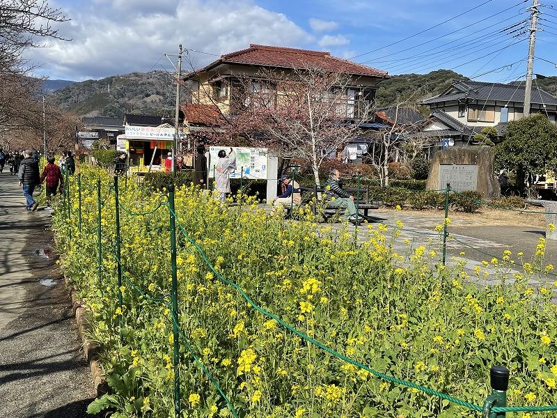 本日の河津桜まつりの開花状況