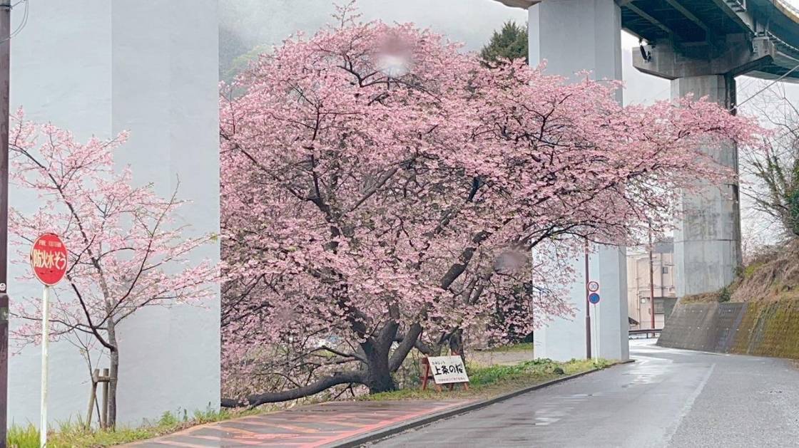 河津七滝　上条の桜　見頃