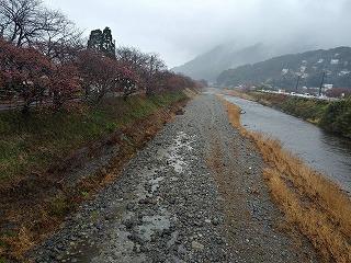 豊泉橋付近　1～2分咲き