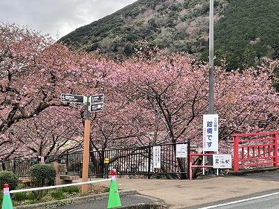 館橋付近　1～3分咲き