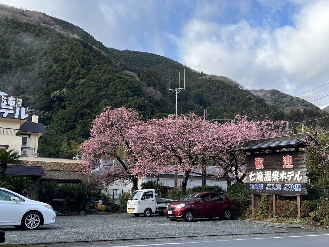 河津七滝駐車場付近　見頃