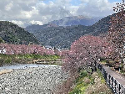 来宮橋付近　1～3分咲き