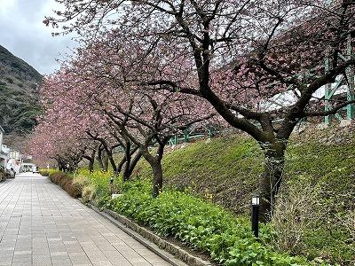 河津駅桜並木　2～3分咲き